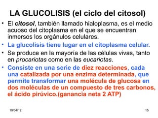 LA GLUCOLISIS (el ciclo del citosol)
• El citosol, también llamado hialoplasma, es el medio
  acuoso del citoplasma en el que se encuentran
  inmersos los orgánulos celulares.
• La glucolisis tiene lugar en el citoplasma celular.
• Se produce en la mayoría de las células vivas, tanto
  en procariotas como en las eucariotas.
• Consiste en una serie de diez reacciones, cada
  una catalizada por una enzima determinada, que
  permite transformar una molécula de glucosa en
  dos moléculas de un compuesto de tres carbonos,
  el ácido pirúvico.(ganancia neta 2 ATP)

  19/04/12                                        15
 
