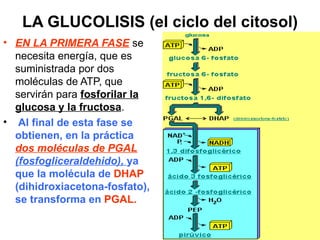 LA GLUCOLISIS (el ciclo del citosol)
• EN LA PRIMERA FASE se
  necesita energía, que es
  suministrada por dos
  moléculas de ATP, que
  servirán para fosforilar la
  glucosa y la fructosa.
• Al final de esta fase se
  obtienen, en la práctica
  dos moléculas de PGAL
  (fosfogliceraldehido), ya
  que la molécula de DHAP
  (dihidroxiacetona-fosfato),
  se transforma en PGAL.
 
