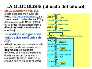 LA GLUCOLISIS (el ciclo del citosol)
•   EN LA SEGUNDA FASE, que
    afecta a las dos moléculas de
    PGAL (fosfogliceraldehido),, se
    forman cuatro moléculas de ATP y
    dos moléculas de NADH (NADH
    es la forma reducida del NAD+ o
    dinucleótido de nicotinamida
    adenina) .
• Se produce una ganancia
  neta de dos moléculas de
  ATP.
•   Al final del proceso la molécula de
    glucosa queda transformada en
    dos moléculas de ácido
    pirúvico, es en estas moléculas
    donde se encuentra en estos
    momentos la mayor parte de la
    energía contenida en la glucosa.
 