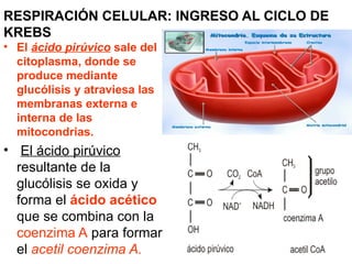 RESPIRACIÓN CELULAR: INGRESO AL CICLO DE
KREBS
• El ácido pirúvico sale del
  citoplasma, donde se
  produce mediante
  glucólisis y atraviesa las
  membranas externa e
  interna de las
  mitocondrias.
• El ácido pirúvico
  resultante de la
  glucólisis se oxida y
  forma el ácido acético
  que se combina con la
  coenzima A para formar
  el acetil coenzima A.
 