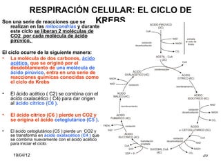 RESPIRACIÓN CELULAR: EL CICLO DE
Son una serie de reacciones que se KREBS
    realizan en las mitocondrias y durante
    este ciclo se liberan 2 moléculas de
    CO2 por cada molécula de ácido
    pirúvico.

El ciclo ocurre de la siguiente manera:
• La molécula de dos carbonos, ácido
    acético, que se originó por el
    desdoblamiento de una molécula de
    ácido pirúvico, entra en una serie de
    reacciones químicas conocidas como
    el ciclo de Krebs

•   El ácido acético ( C2) se combina con el
    ácido oxalacético ( C4) para dar origen
    al ácido cítrico (C6 ).

•   El ácido cítrico (C6 ) pierde un CO2 y
    se origina el ácido cetoglutárico (C5 ).

•   El ácido cetoglutárico (C5 ) pierde un CO2 y
    se transforma en ácido oxalacético (C4 ) que
    se combina nuevamente con el ácido acético
    para iniciar el ciclo.

     19/04/12                                      20
 