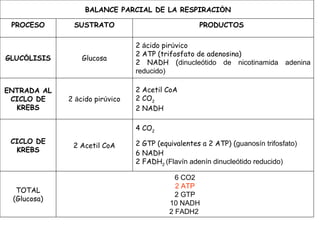 BALANCE PARCIAL DE LA RESPIRACIÓN

 PROCESO      SUSTRATO                             PRODUCTOS

                                2 ácido pirúvico
                                2 ATP (trifosfato de adenosina)
GLUCÓLISIS       Glucosa
                                2 NADH (dinucleótido de nicotinamida adenina
                                reducido)

ENTRADA AL                      2 Acetil CoA
 CICLO DE    2 ácido pirúvico   2 CO2
  KREBS                         2 NADH

                                4 CO2
 CICLO DE                       2 GTP (equivalentes a 2 ATP) (guanosín trifosfato)
              2 Acetil CoA
  KREBS                         6 NADH
                                2 FADH2 (Flavín adenín dinucleótido reducido)

                                            6 CO2
                                            2 ATP
  TOTAL
                                            2 GTP
 (Glucosa)
                                          10 NADH
                                          2 FADH2
 