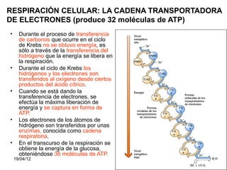 RESPIRACIÓN CELULAR: LA CADENA TRANSPORTADORA
DE ELECTRONES (produce 32 moléculas de ATP)
•     Durante el proceso de transferencia
      de carbonos que ocurre en el ciclo
      de Krebs no se obtuvo energía, es
      sólo a través de la transferencia del
      hidrógeno que la energía se libera en
      la respiración.
•     Durante el ciclo de Krebs los
      hidrógenos y los electrones son
      transferidos al oxígeno desde ciertos
      productos del ácido cítrico.
•     Cuando se está dando la
      transferencia de electrones, se
      efectúa la máxima liberación de
      energía y se captura en forma de
      ATP.
•     Los electrones de los átomos de
      hidrógeno son transferidos por unas
      enzimas, conocida como cadena
      respiratoria.
•     En el transcurso de la respiración se
      obtiene la energía de la glucosa,
      obteniéndose 36 moléculas de ATP.
    19/04/12                                  23
 