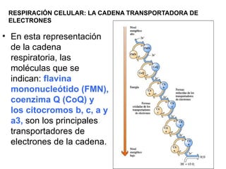 RESPIRACIÓN CELULAR: LA CADENA TRANSPORTADORA DE
 ELECTRONES

• En esta representación
  de la cadena
  respiratoria, las
  moléculas que se
  indican: flavina
  mononucleótido (FMN),
  coenzima Q (CoQ) y
  los citocromos b, c, a y
  a3, son los principales
  transportadores de
  electrones de la cadena.
 