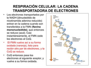 RESPIRACIÓN CELULAR: LA CADENA
         TRANSPORTADORA DE ELECTRONES
•   Los electrones transportados por
    la NADH (dinucleótido de
    nicotinamida adenina reducido)
    entran en la cadena cuando son
    transferidos a la FMN (flavina
    mononucleótido), que entonces
    se reduce (azul). Casi
    instantáneamente, el FMN cede
    los electrones al CoQ.
•    El FMN vuelve así a su forma
    oxidada (naranja), listo para
    recibir otro par de electrones, y la
    CoQ se reduce.
•   CoQ entonces pasa los
    electrones al siguiente aceptor, y
    vuelve a su forma oxidada.
 