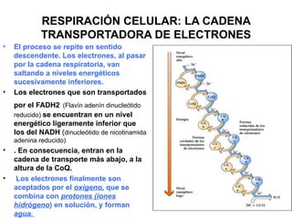 RESPIRACIÓN CELULAR: LA CADENA
            TRANSPORTADORA DE ELECTRONES
•   El proceso se repite en sentido
    descendente. Los electrones, al pasar
    por la cadena respiratoria, van
    saltando a niveles energéticos
    sucesivamente inferiores.
•   Los electrones que son transportados
    por el FADH2 (Flavín adenín dinucleótido
    reducido) se encuentran en un nivel
    energético ligeramente inferior que
    los del NADH (dinucleótido de nicotinamida
    adenina reducido)
•   . En consecuencia, entran en la
    cadena de transporte más abajo, a la
    altura de la CoQ.
•    Los electrones finalmente son
    aceptados por el oxígeno, que se
    combina con protones (iones
    hidrógeno) en solución, y forman
    agua.
 