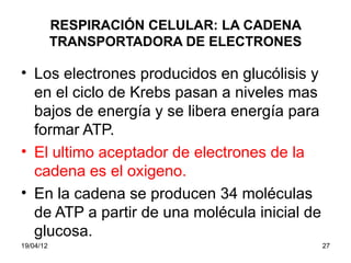 RESPIRACIÓN CELULAR: LA CADENA
           TRANSPORTADORA DE ELECTRONES

• Los electrones producidos en glucólisis y
  en el ciclo de Krebs pasan a niveles mas
  bajos de energía y se libera energía para
  formar ATP.
• El ultimo aceptador de electrones de la
  cadena es el oxigeno.
• En la cadena se producen 34 moléculas
  de ATP a partir de una molécula inicial de
  glucosa.
19/04/12                                       27
 