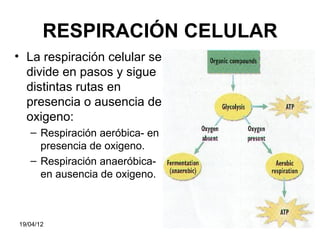 RESPIRACIÓN CELULAR
• La respiración celular se
  divide en pasos y sigue
  distintas rutas en
  presencia o ausencia de
  oxigeno:
   – Respiración aeróbica­ en
     presencia de oxigeno.
   – Respiración anaeróbica­
     en ausencia de oxigeno.



19/04/12                        28
 