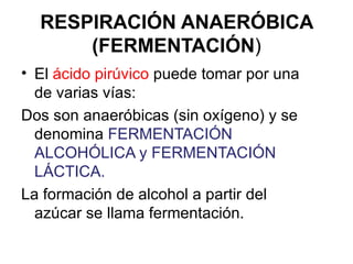 RESPIRACIÓN ANAERÓBICA
      (FERMENTACIÓN)
• El ácido pirúvico puede tomar por una
  de varias vías:
Dos son anaeróbicas (sin oxígeno) y se
  denomina FERMENTACIÓN
  ALCOHÓLICA y FERMENTACIÓN
  LÁCTICA.
La formación de alcohol a partir del
  azúcar se llama fermentación.
 