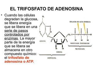 EL TRIFOSFATO DE ADENOSINA
• Cuando las células
  degradan la glucosa,
  se libera energía
  que se libera en una
  serie de pasos
  controlados por
  enzimas. La mayor
  parte de la energía
  que se libera se
  almacena en otro
  compuesto químico:
  el trifosfato de
  adenosina o ATP.
 