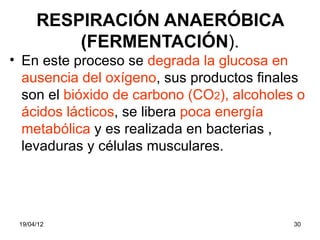 RESPIRACIÓN ANAERÓBICA
          (FERMENTACIÓN).
• En este proceso se degrada la glucosa en
  ausencia del oxígeno, sus productos finales
  son el bióxido de carbono (CO2), alcoholes o
  ácidos lácticos, se libera poca energía
  metabólica y es realizada en bacterias ,
  levaduras y células musculares.




 19/04/12                                   30
 