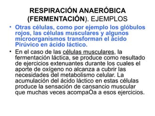 RESPIRACIÓN ANAERÓBICA
      (FERMENTACIÓN). EJEMPLOS
• Otras células, como por ejemplo los glóbulos
  rojos, las células musculares y algunos
  microorganismos transforman el ácido
  Pirúvico en ácido láctico.
• En el caso de las células musculares, la
  fermentación láctica, se produce como resultado
  de ejercicios extenuantes durante los cuales el
  aporte de oxígeno no alcanza a cubrir las
  necesidades del metabolismo celular. La
  acumulación del ácido láctico en estas células
  produce la sensación de cansancio muscular
  que muchas veces acompaña a esos ejercicios.
 
