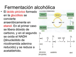 Fermentación alcohólica
• El ácido pirúvico formado
  en la glucólisis se
  convierte
  anaeróbicamente en
  etanol. En el primer caso
  se libera dióxido de
  carbono, y en el segundo
  se oxida el NADH
  (dinucleótido de
  nicotinamida adenina
  reducido) y se reduce a
  acetaldehído.
 