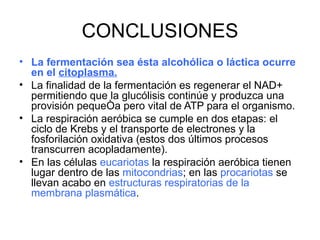 CONCLUSIONES
• La fermentación sea ésta alcohólica o láctica ocurre
  en el citoplasma.
• La finalidad de la fermentación es regenerar el NAD+
  permitiendo que la glucólisis continúe y produzca una
  provisión pequeña pero vital de ATP para el organismo.
• La respiración aeróbica se cumple en dos etapas: el
  ciclo de Krebs y el transporte de electrones y la
  fosforilación oxidativa (estos dos últimos procesos
  transcurren acopladamente).
• En las células eucariotas la respiración aeróbica tienen
  lugar dentro de las mitocondrias; en las procariotas se
  llevan acabo en estructuras respiratorias de la
  membrana plasmática.
 