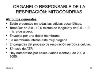 ORGANELO RESPONSABLE DE LA
        RESPIRACIÓN: MITOCONDRIAS
Atributos generales:
• Están presentes en todas las células eucarióticas.
• Tamaño: de 2.0 ­ 10.0 micras de longitud y de 0.5 ­ 1.0
  micra de grosor.
• Envuelta por una doble membrana.
• La membrana interna está muy plegada.
• Encargadas del proceso de respiración aeróbica celular.
• Síntesis de ATP.
• Hay numerosas por célula (varios cientos): de 200 a
  3000.


19/04/12                                                37
 