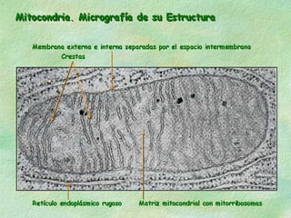 19/04/12   Ing. Agr. Balmore Martínez   38
           Ciencias Agronómicas UES
 