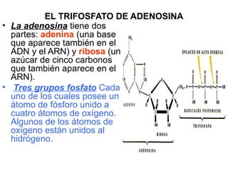 EL TRIFOSFATO DE ADENOSINA
• La adenosina tiene dos
  partes: adenina (una base
  que aparece también en el
  ADN y el ARN) y ribosa (un
  azúcar de cinco carbonos
  que también aparece en el
  ARN).
• Tres grupos fosfato Cada
  uno de los cuales posee un
  átomo de fósforo unido a
  cuatro átomos de oxígeno.
  Algunos de los átomos de
  oxígeno están unidos al
  hidrógeno.
 