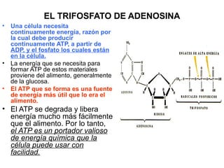 EL TRIFOSFATO DE ADENOSINA
•   Una célula necesita
    continuamente energía, razón por
    la cual debe producir
    continuamente ATP, a partir de
    ADP, y el fosfato los cuales están
    en la célula.
•   La energía que se necesita para
    formar ATP de estos materiales
    proviene del alimento, generalmente
    de la glucosa.
•   El ATP que se forma es una fuente
    de energía más útil que lo era el
    alimento.
• El ATP se degrada y libera
  energía mucho más fácilmente
  que el alimento. Por lo tanto,
  el ATP es un portador valioso
  de energía química que la
  célula puede usar con
  facilidad.
 