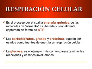 RESPIRACIÓN CELULARRESPIRACIÓN CELULAR
 Es el proceso por el cual la energía química de las
moléculas de "alimento" es liberada y parcialmente
capturada en forma de ATP
 Los carbohidratos, grasas y proteínas pueden ser
usados como fuentes de energía en respiración celular
 La glucosa es el ejemplo más común para examinar las
reacciones y caminos involucrados
 