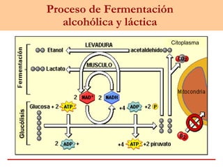 Proceso de Fermentación
alcohólica y láctica
Citoplasma
Glucólisis
 