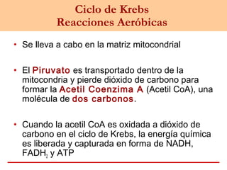 Ciclo de Krebs
Reacciones Aeróbicas
• Se lleva a cabo en la matriz mitocondrial
• El Piruvato es transportado dentro de la
mitocondria y pierde dióxido de carbono para
formar la Acetil Coenzima A (Acetil CoA), una
molécula de dos carbonos.
• Cuando la acetil CoA es oxidada a dióxido de
carbono en el ciclo de Krebs, la energía química
es liberada y capturada en forma de NADH,
FADH2 y ATP
 