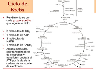 Ciclo de
Krebs
• Rendimiento es por
cada grupo acetilo
que ingresa al ciclo:
• 2 moléculas de CO2
• 1 molécula de ATP
• 3 moléculas de
NADH
• 1 molécula de FADH2
• Ambas moléculas
son transportadores
de electrones y
transfieren energía al
ATP por la vía de la
cadena de transporte
de electrones.
 