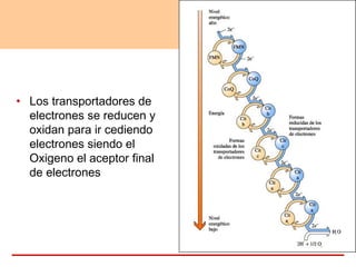 • Los transportadores de
electrones se reducen y
oxidan para ir cediendo
electrones siendo el
Oxigeno el aceptor final
de electrones
 