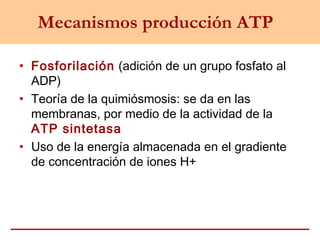 Mecanismos producción ATP
• Fosforilación (adición de un grupo fosfato al
ADP)
• Teoría de la quimiósmosis: se da en las
membranas, por medio de la actividad de la
ATP sintetasa
• Uso de la energía almacenada en el gradiente
de concentración de iones H+
 