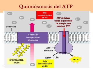 alta
concentración
de H+ ATP sintetasaATP sintetasa
utiliza el gradienteutiliza el gradiente
de energía parade energía para
producir ATPproducir ATPMembrana
ENERGÍA DEL
NADH
baja
concentración
de H+
ATP
sintetasa
Cadena de
transporte de
electrones
Quimiósmosis del ATP
 