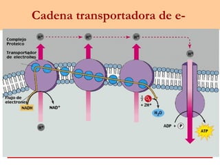 Cadena transportadora de e-
 