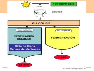 Ciclo de Krebs
Cadena de electrones
 