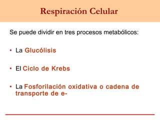Respiración Celular
Se puede dividir en tres procesos metabólicos:
• La Glucólisis
• El Ciclo de Krebs
• La Fosforilación oxidativa o cadena de
transporte de e-
 