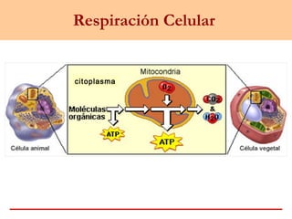 Respiración Celular
citoplasma
 