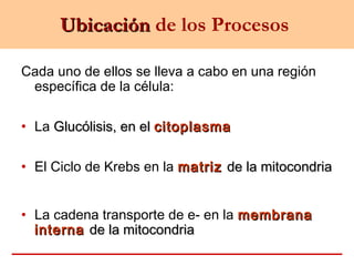 UbicaciónUbicación de los Procesos
Cada uno de ellos se lleva a cabo en una región
específica de la célula:
• La Glucólisis, en elGlucólisis, en el citoplasmacitoplasma
• El Ciclo de Krebs en la matrizmatriz de lade la mitocondriamitocondria
• La cadena transporte de e- en la membranamembrana
internainterna de la mitocondriade la mitocondria
 
