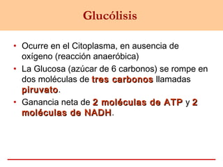Glucólisis
• Ocurre en el Citoplasma, en ausencia de
oxígeno (reacción anaeróbica)
• La Glucosa (azúcar de 6 carbonos) se rompe en
dos moléculas de tres carbonostres carbonos llamadas
piruvatopiruvato.
• Ganancia neta de 2 moléculas de ATP2 moléculas de ATP y 22
moléculas de NADHmoléculas de NADH.
 