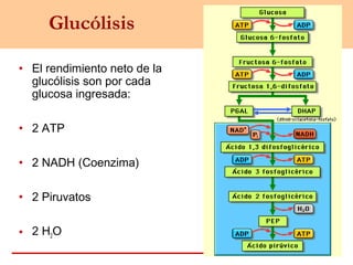 Glucólisis
• El rendimiento neto de la
glucólisis son por cada
glucosa ingresada:
• 2 ATP
• 2 NADH (Coenzima)
• 2 Piruvatos
• 2 H2O
 