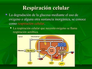 Respiración celularRespiración celular
 La degradación de la glucosa mediante el uso deLa degradación de la glucosa media...
