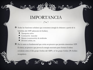 IMPORTANCIA
 Todas las funciones celulares que consumen energía la obtienen a partir de la
hidrólisis del ATP (adenosin-tri-fosfato).
 Transporte activo
 Contracción muscular
 Síntesis (construcción) de moléculas
 División celular, etc.
 Por lo tanto es fundamental que exista un proceso que permita sintentizar ATP.
Es decir, un proceso que provea la energía necesaria para formar el enlace
covalente entre el 2do grupo fosfato del ADP y el 3er grupo fosfato (Pi: fosfato
inorgánico).
 