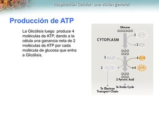 Respiración Celular: una visión generalRespiración Celular: una visión general
Producción de ATP
La Glicólisis luego produ...