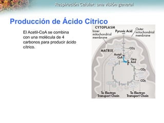 Respiración Celular: una visión generalRespiración Celular: una visión general
Producción de Ácido Cítrico
El Acetil-CoA s...