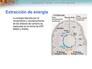 Respiración Celular: una visión generalRespiración Celular: una visión general
Extracción de energía
La energía liberada p...