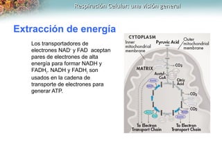Respiración Celular: una visión generalRespiración Celular: una visión general
Extracción de energía
Los transportadores d...