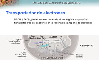 Respiración Celular: una visión generalRespiración Celular: una visión general
Transportador de electrones
NADH y FADH2 pa...
