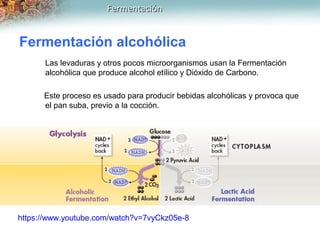 FermentaciónFermentación
Fermentación alcohólica
Las levaduras y otros pocos microorganismos usan la Fermentación
alcohóli...