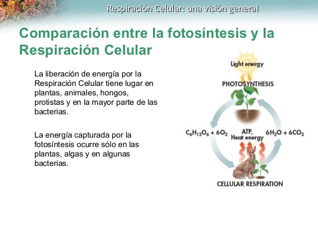 Respiración celular ciclo de krebs y cadena de transporte