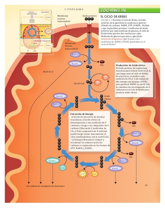 Cadena De Transporte De Electrones En La Célula Compartir Celular