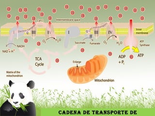 CAdENA dE tRANSPORtE dE 
ElECtRONES 
 