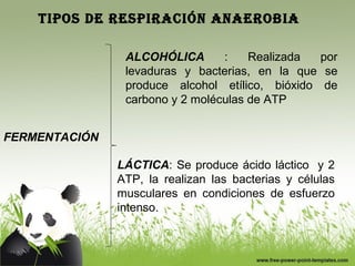 TIPOS DE RESPIRACIÓN ANAEROBIA 
FERMENTACIÓN 
ALCOHÓLICA : Realizada por 
levaduras y bacterias, en la que se 
produce alcohol etílico, bióxido de 
carbono y 2 moléculas de ATP 
LÁCTICA: Se produce ácido láctico y 2 
ATP, la realizan las bacterias y células 
musculares en condiciones de esfuerzo 
intenso. 
 