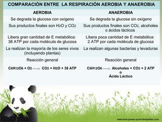 COMPARACIÓN ENTRE LA RESPIRACIÓN AEROBIA Y ANAEROBIA 
AEROBIA ANAEROBIA 
Se degrada la glucosa con oxígeno Se degrada la glucosa sin oxígeno 
Sus productos finales son H2O y CO2 Sus productos finales son CO2, alcoholes 
o ácidos lácticos 
Libera gran cantidad de E metabólica: 
38 ATP por cada molécula de glucosa 
Libera poca cantidad de E metabólica: 
2 ATP por cada molécula de glucosa 
La realizan la mayoría de los seres vivos 
(incluyendo plantas) 
La realizan algunas bacterias y levaduras 
Reacción general 
C6H12O6 + O2 CO2 + H2O + 38 ATP 
Reacción general 
C6H12O6 Alcoholes + CO2 + 2 ATP 
o 
Ácido Láctico 
 