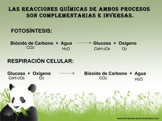 Las reacciones químicas de ambos procesos 
son compLementarias e inversas. 
FOTOSÍNTESIS: 
Bióxido de Carbono + Agua Glucosa + Oxígeno 
CO2 H2O C6H12O6 O2 
RESPIRACIÓN CELULAR: 
Glucosa + Oxígeno Bióxido de Carbono + Agua 
C6H12O6 O2 CO2 H2O 
